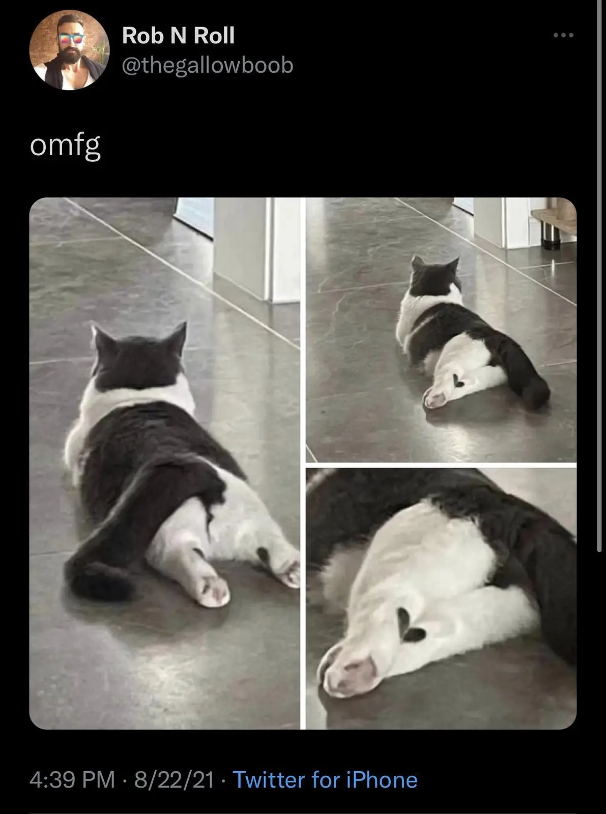 A black and white cat is shown from behind in three photos, lying on a tiled floor in a stretched-out position. The cat's…