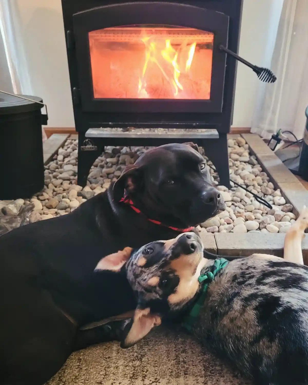 Two dogs are lounging on a carpeted floor in front of a lit wood-burning stove. The larger black dog lies calmly, while the…