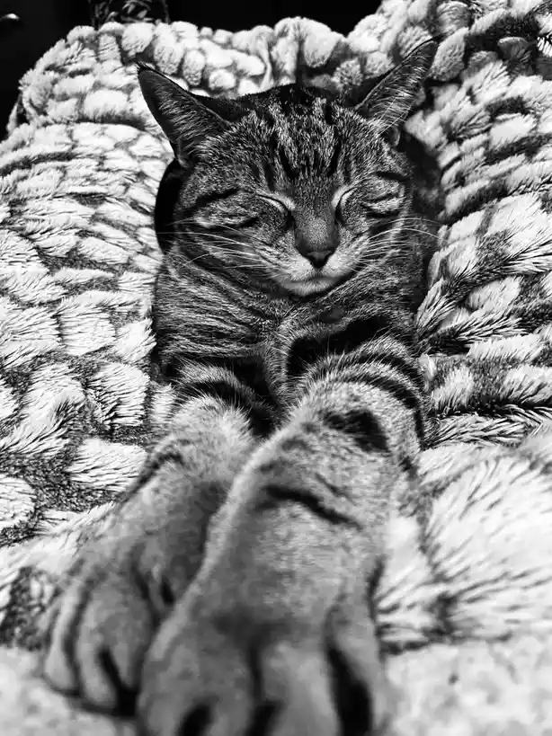 A black and white photo shows a tabby cat sleeping peacefully with its eyes closed, nestled in a fluffy, textured blanket…