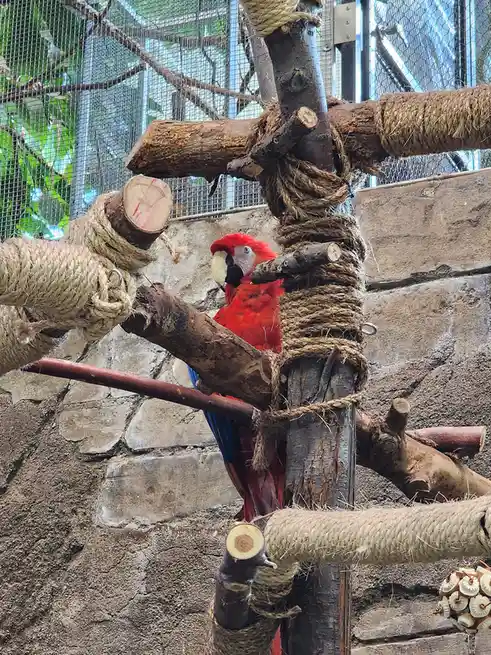 A vibrant red macaw with blue wings perches on a thick wooden structure wrapped in rope inside an enclosure with a stone…