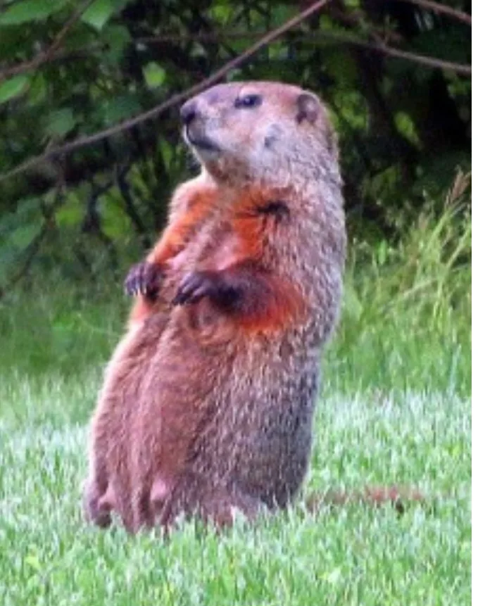 A groundhog stands upright on its hind legs in a grassy area with trees in the background, looking upward. The image has…
