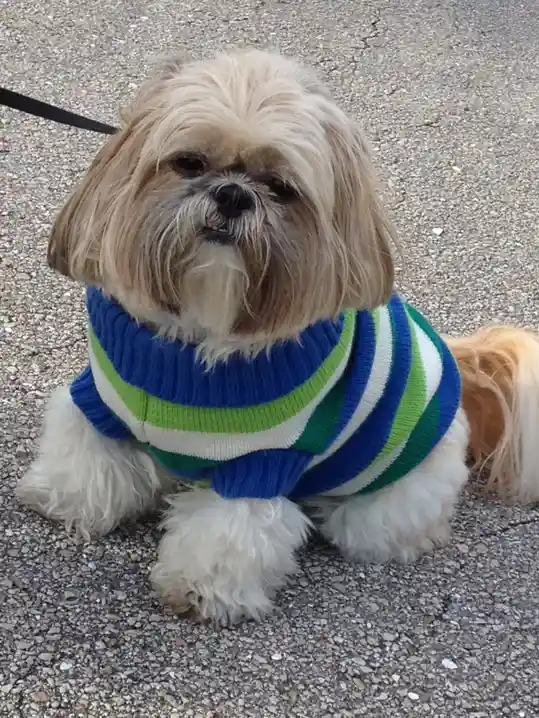 A small, fluffy, light-brown dog with long hair sits on a gravel surface wearing a blue, green, and white striped sweater…
