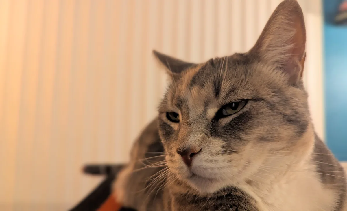 A close-up photo of a gray and white cat with a stern, unimpressed expression, looking slightly to the side. The cat's eyes…