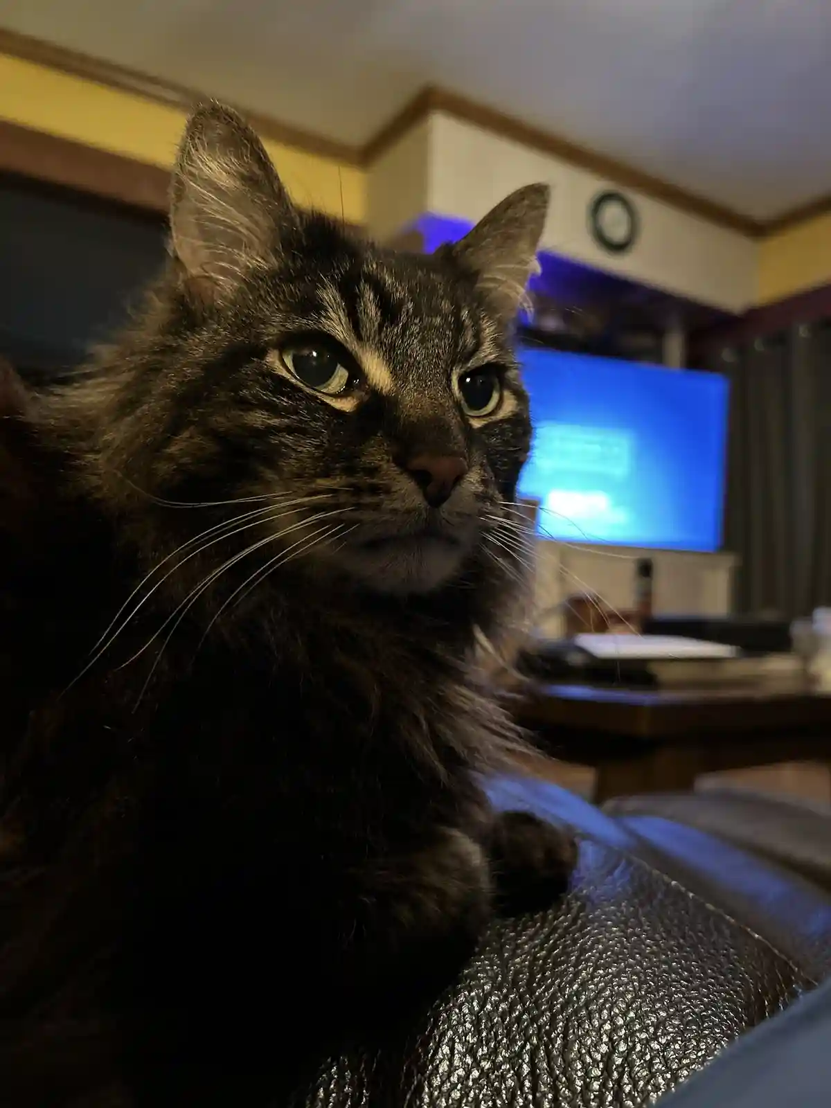 A close-up photo of a fluffy, dark tabby cat with green eyes looking directly at the camera with a serious, unimpressed…