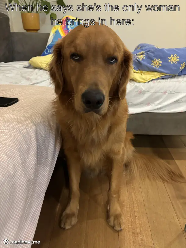 A golden retriever sits solemnly on a wooden floor beside a bed with patterned sheets and pillows, looking directly at the…