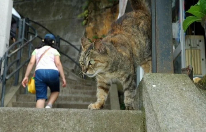 Just a Simple Meow to Brighten Your Day