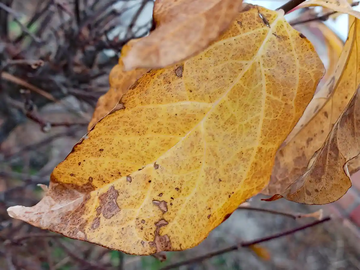 A close-up photo shows a single, yellow-brown autumn leaf with visible veins and brown spots, hanging from a branch with…