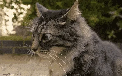 Just a casual cat moment.