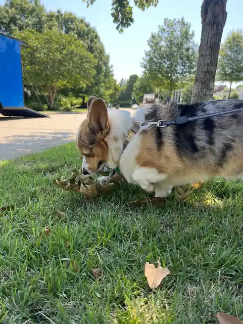 A tricolor corgi wearing a black leash and collar is sniffing a pile of dry brown leaves on green grass in a park. The…