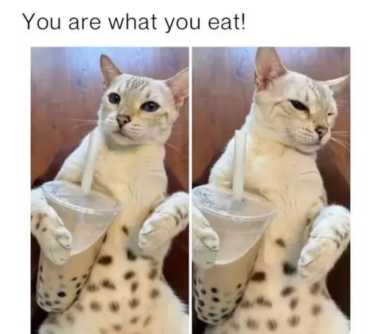 Meet Boba Catt: The Adorable Fusion of Tea and Feline