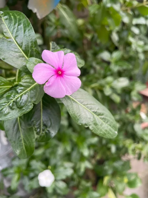 A beautiful bloom to brighten your day.