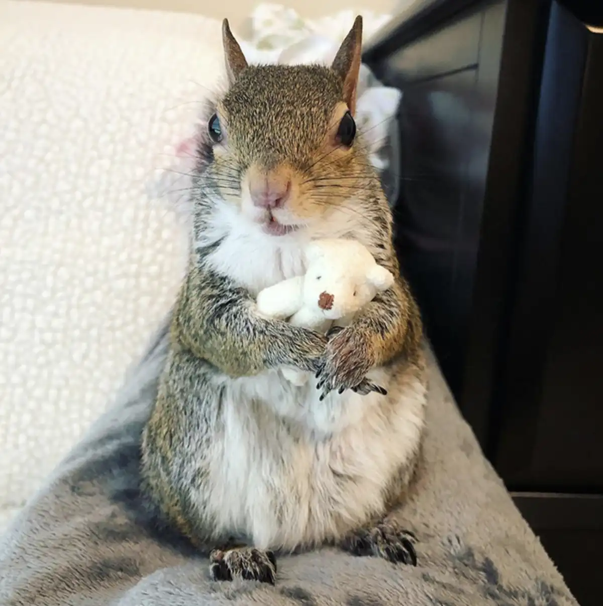 Adorable squirrels cuddling with their teddy bears!
