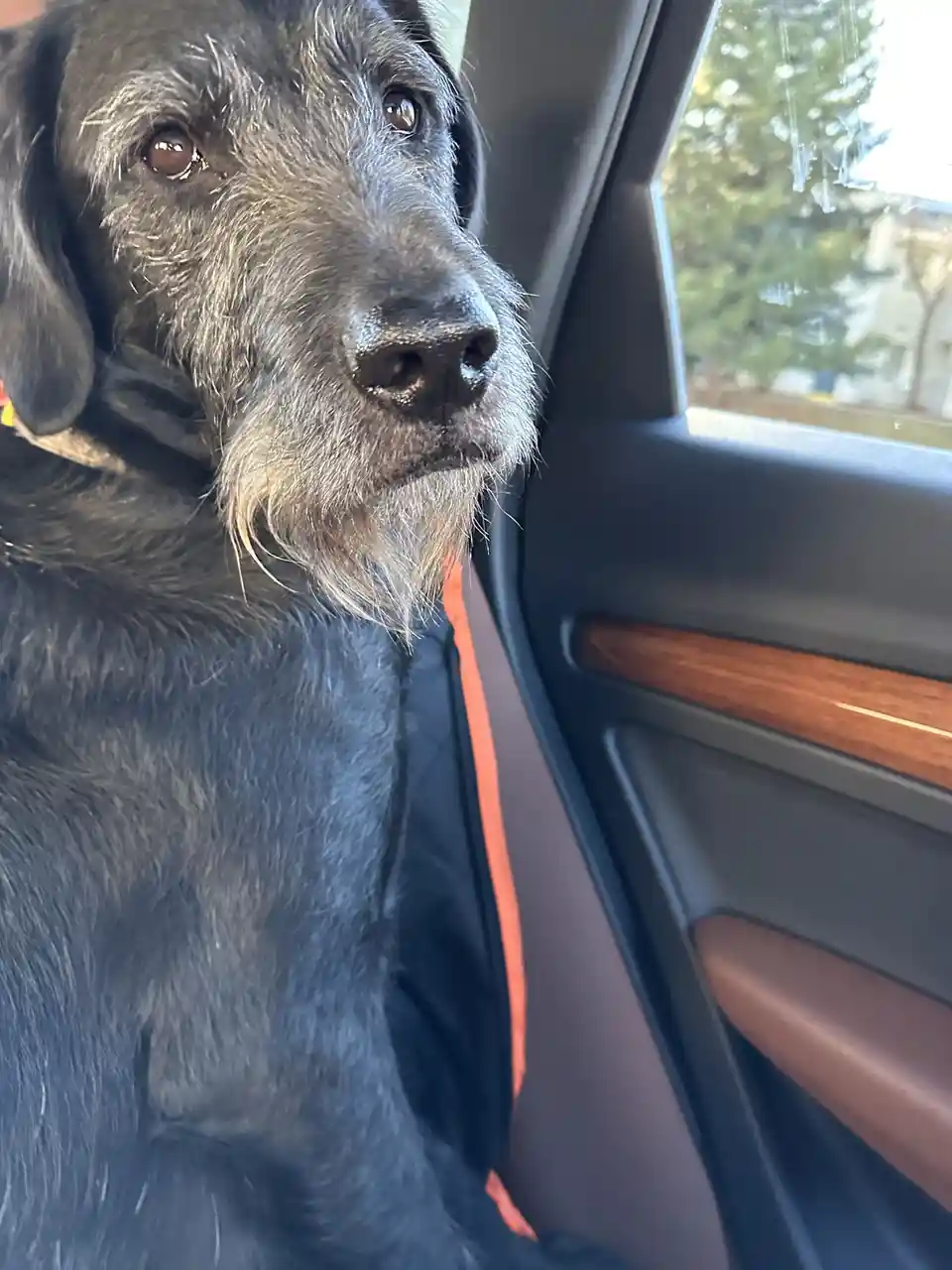A close-up photo of a black, scruffy dog with gray muzzle hair sitting in a car seat, looking out the window. The dog has a…