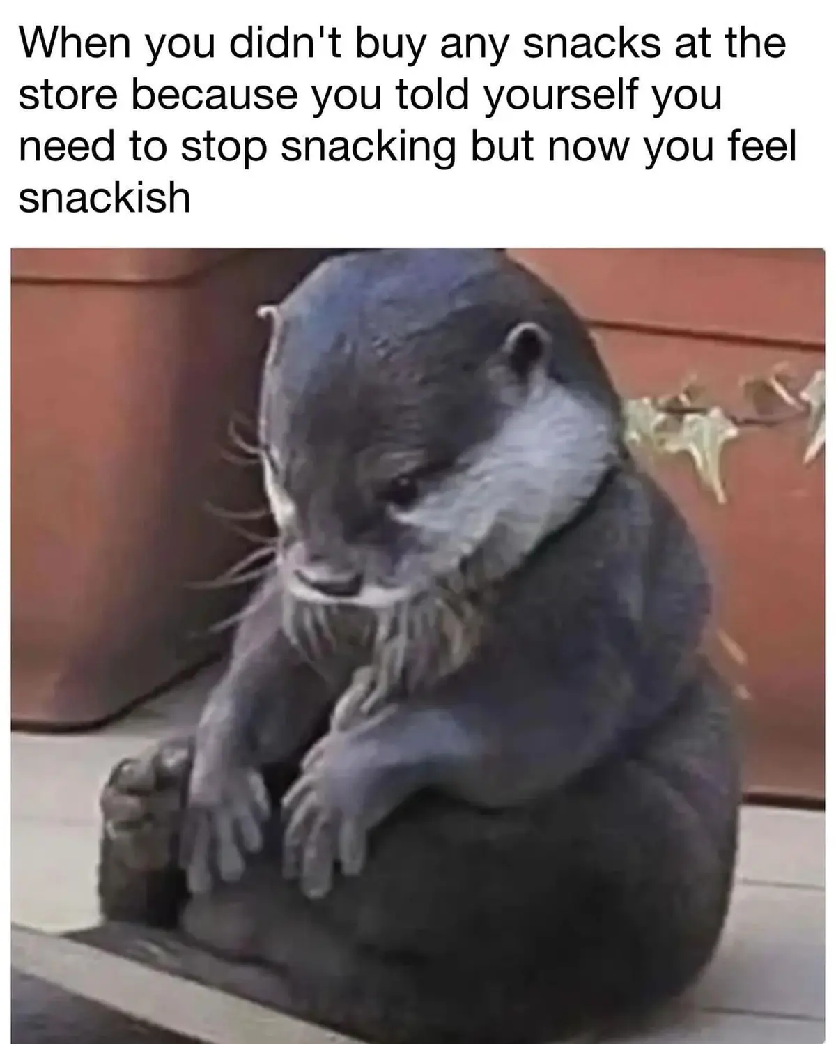 A sad-looking otter sits hunched over with its paws resting on its knees, conveying a sense of dejection. The overlaid text…