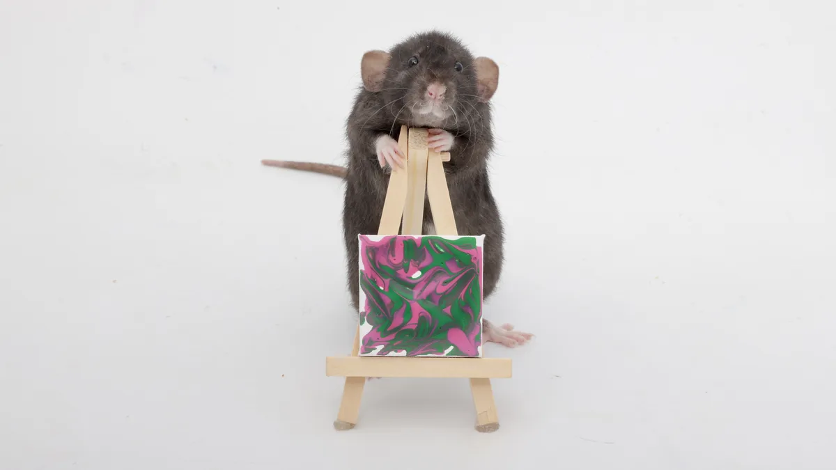 A dark gray rat stands upright on a white surface, holding a miniature wooden easel with its front paws. The easel displays…