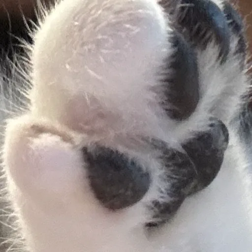 A close-up photo of a cat's paw, showing white fur and dark pads, with overlaid text that reads 'i'm not a cat i'm a dog'…