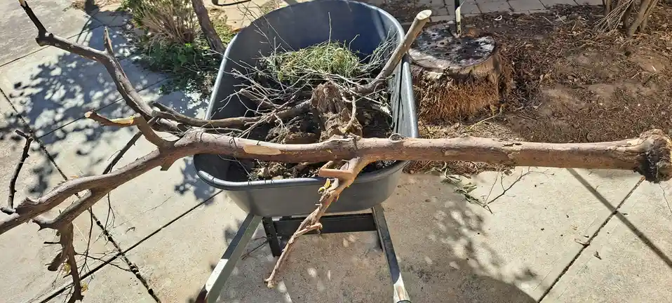 A black wheelbarrow filled with cut branches and leaves sits on a concrete patio, with a large, freshly cut tree branch…
