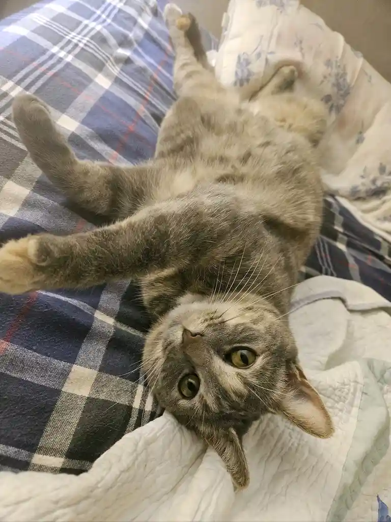 A gray tabby cat lies on its back on a plaid blanket, paws up in the air, looking directly at the camera with wide, innocent…