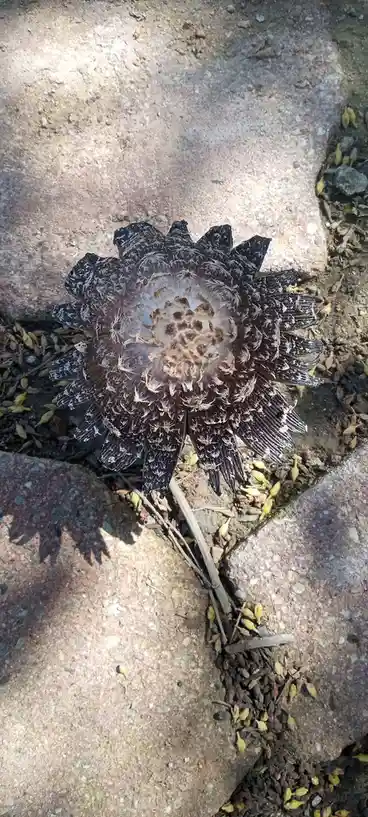 A dried, dark brown flower head with frayed, feathery remnants lies on a paved surface, surrounded by small yellow seed pods…