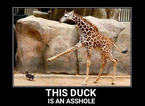 A young giraffe stands in an enclosure with large rocks, dramatically kicking its hind leg out toward a small duck standing…