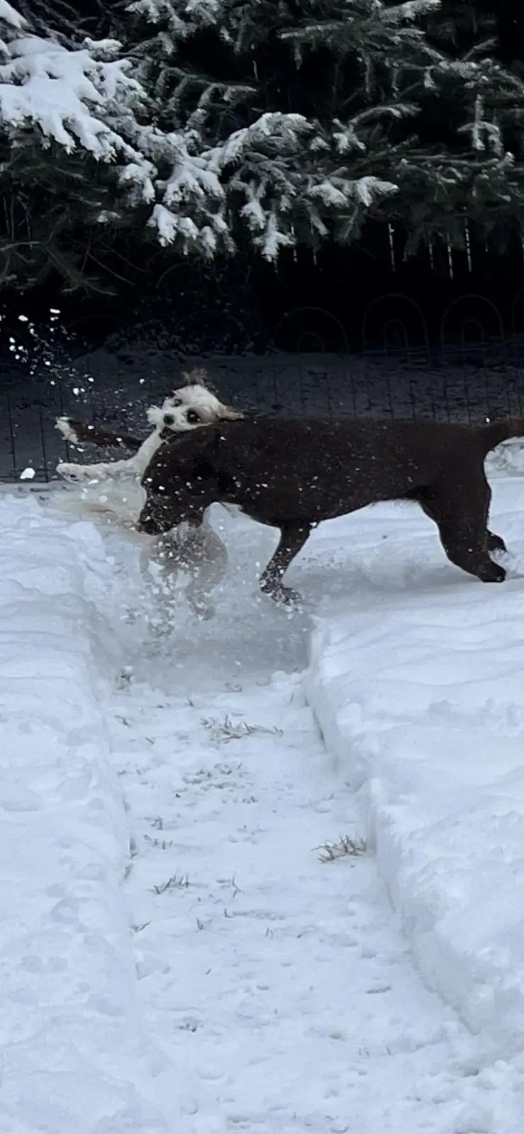 A small white dog is playfully tackled by a larger dark brown dog in a snowy yard, sending snow flying as they interact…