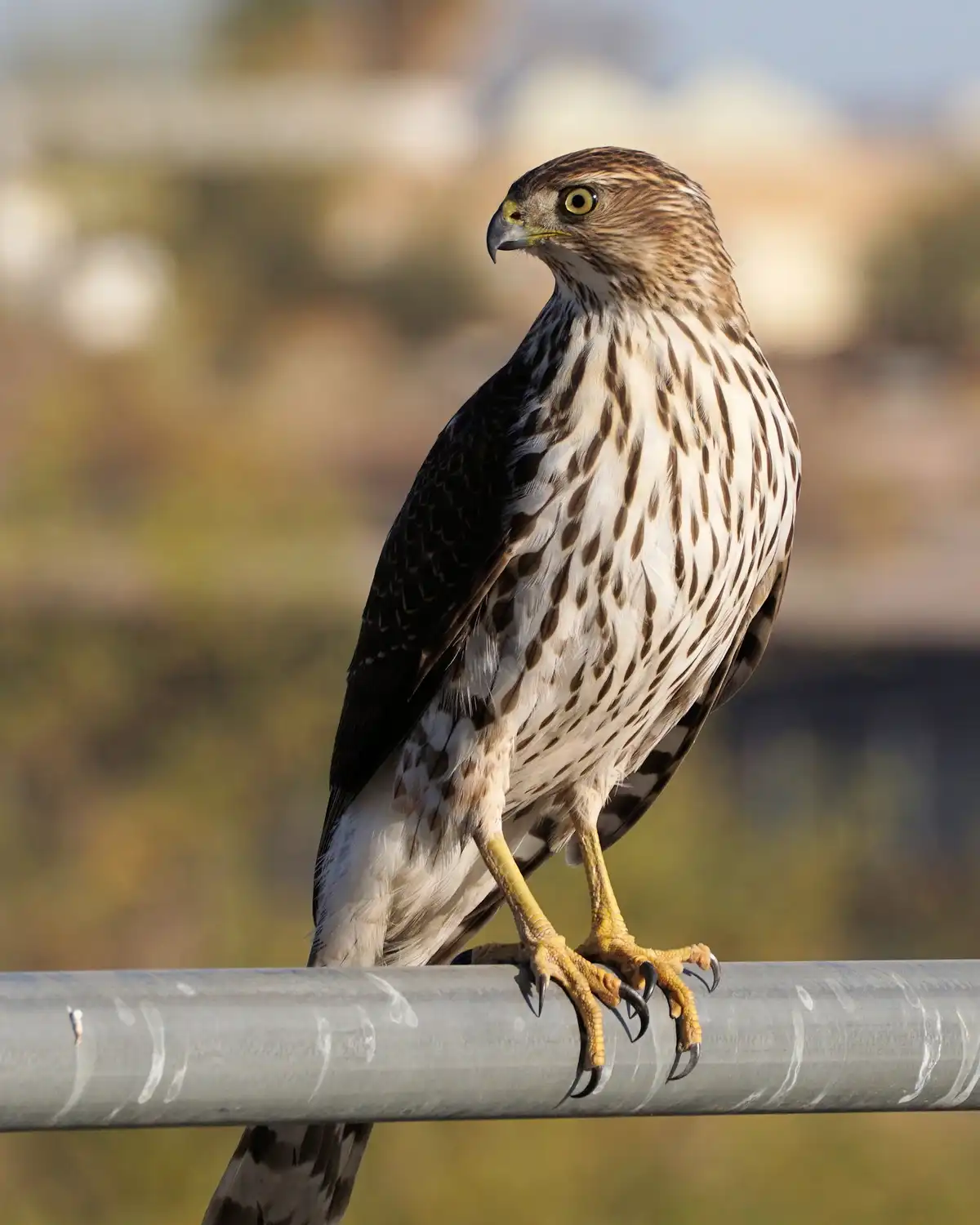 The Graceful Cooper's Hawk