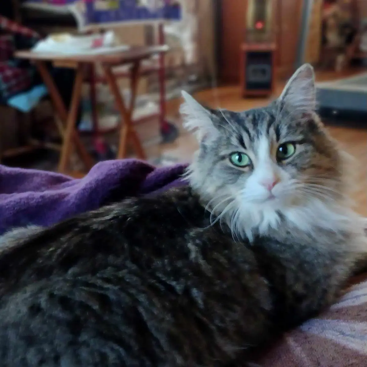 A fluffy gray and white cat with striking green eyes is lounging on a purple blanket, looking directly at the camera with a…
