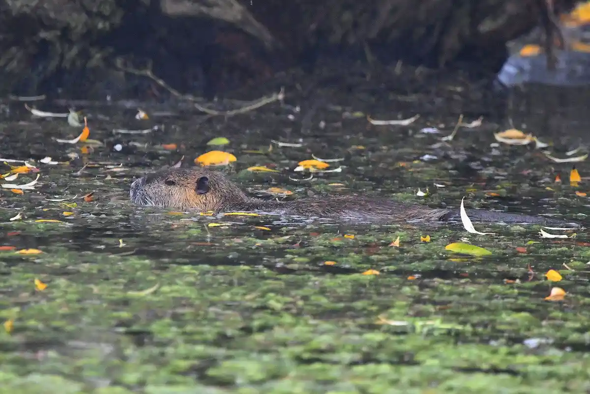 A capybara is swimming in murky water covered with green algae and fallen yellow and orange leaves. The animal's head and…
