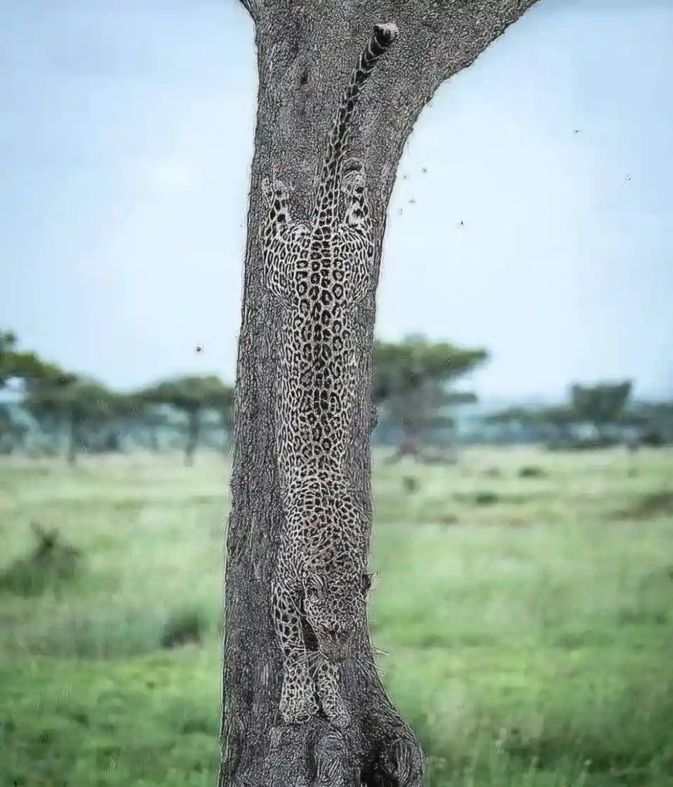 A tree trunk in a grassy savanna setting has a leopard's spotted pattern superimposed on its bark, creating the illusion…