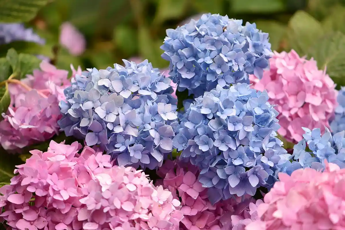 a close-up photo of vibrant pink and blue hydrangea flowers with dewdrops, overlaid with the text 'i'm not a fan of pink…