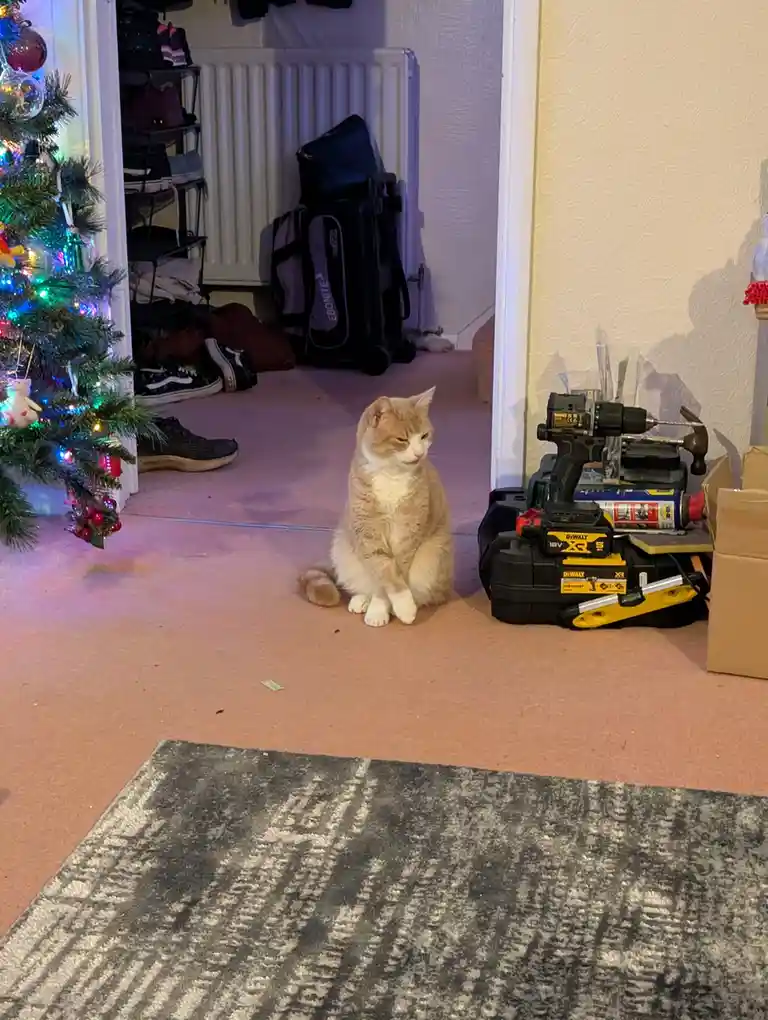 An orange and white cat sits on a carpeted floor next to a pile of DeWalt power tools, with a lit Christmas tree visible to…