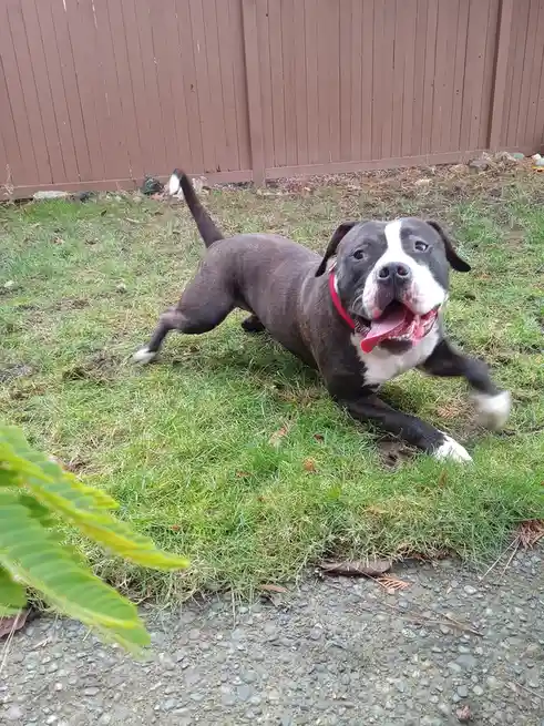 Meet Iggy: Your Future Furry Friend Awaits Adoption!