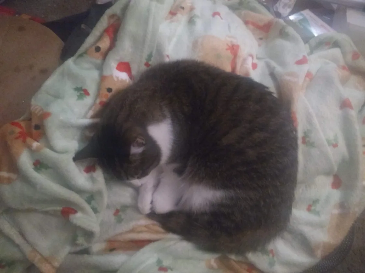 A brown and white cat is curled up tightly in a ball on a light green blanket with a festive pattern of reindeer and holly…