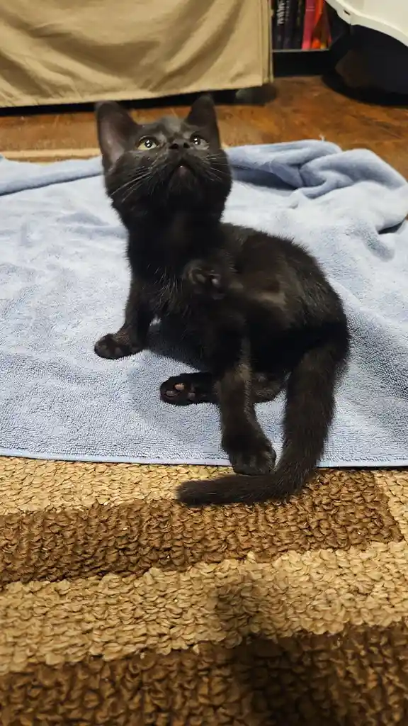 A small black kitten sits on a light blue towel placed on a brown textured rug, looking upward with wide eyes and one paw…