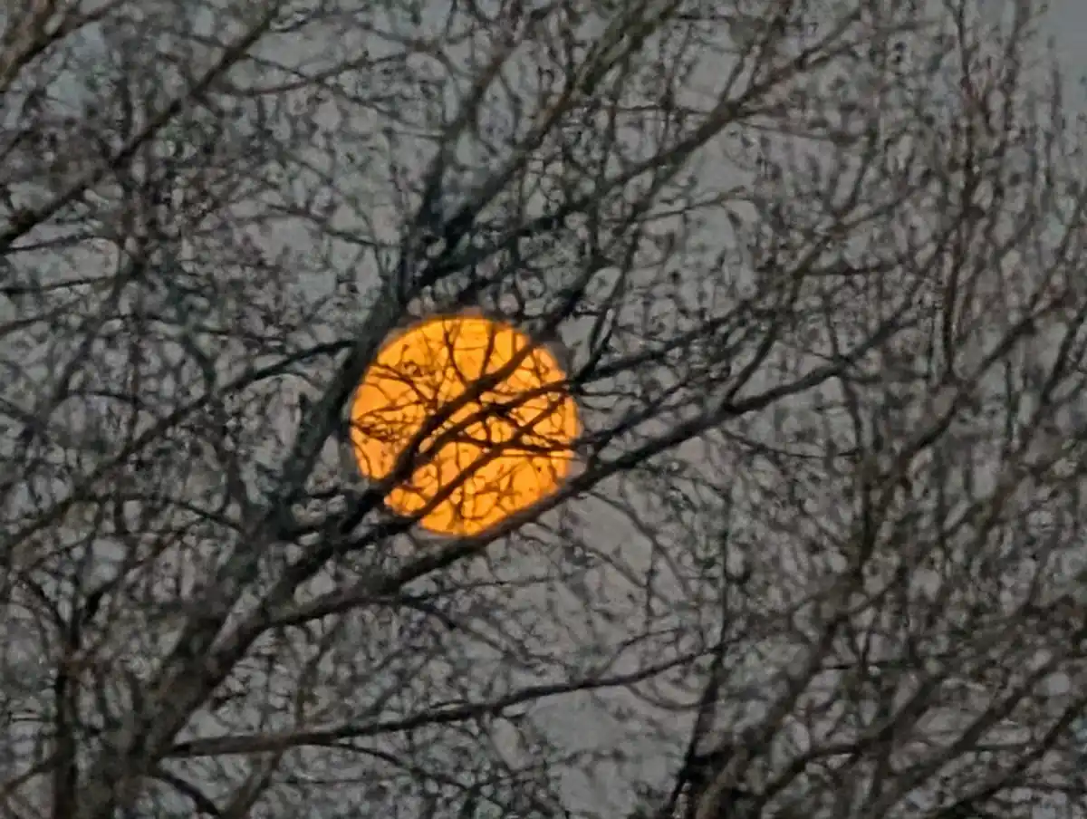 a bright orange sun is visible through a dense network of bare tree branches against a gray sky, with the branches forming a…