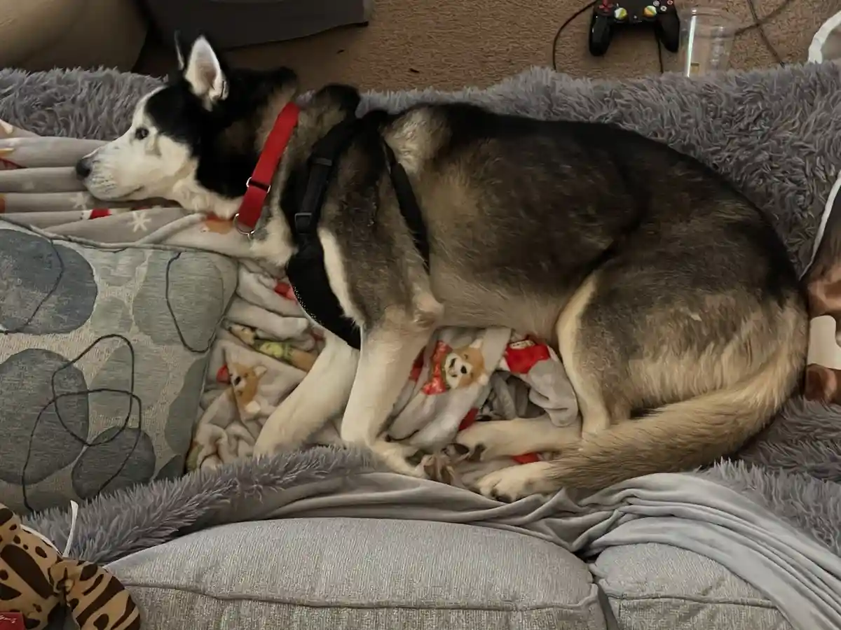 A black and white husky dog is lying curled up on a grey couch, wearing a red collar and black harness, resting on blankets…