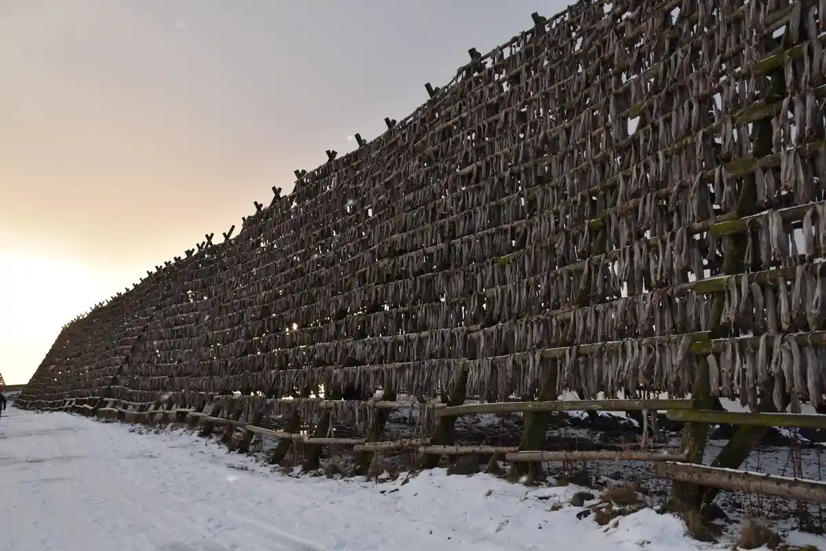 A long wooden fence in a snowy landscape is covered with rows of hanging, dried fish, creating a massive wall of preserved…