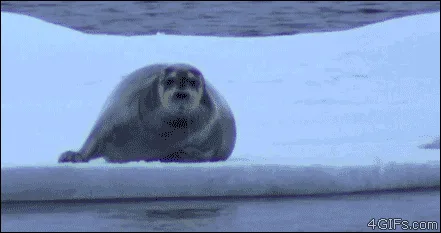 A sequence of six panels shows a seal lying on an ice floe, looking directly at the camera with a seemingly unimpressed or…