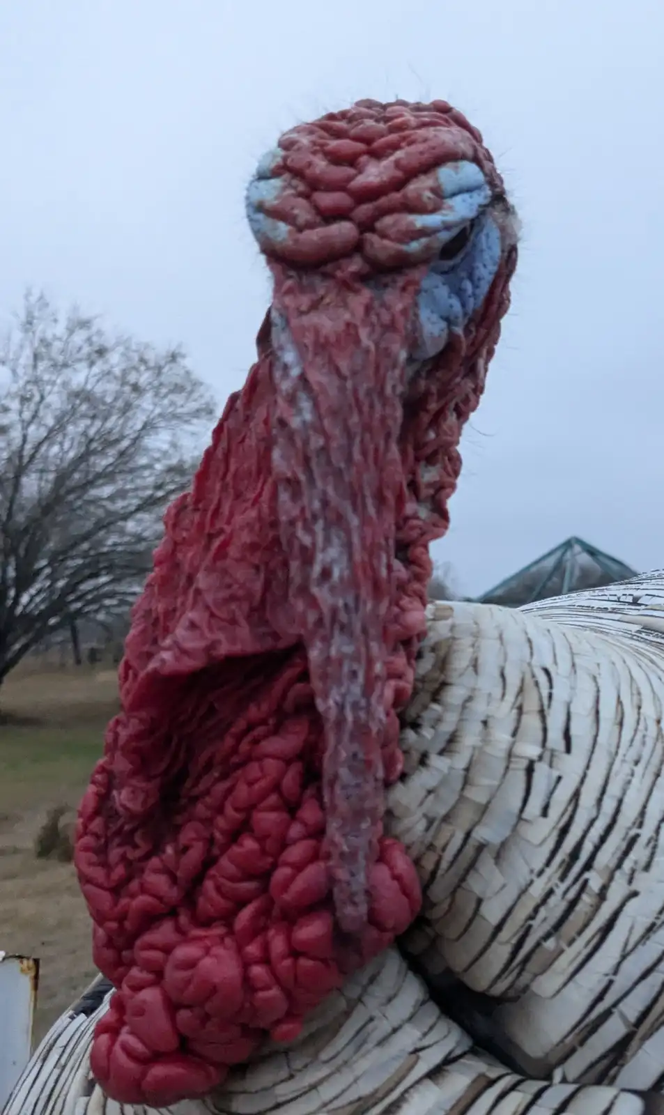 A close-up photo of a turkey's head, showing its large, red, fleshy wattle and snood, with white and black striped feathers…