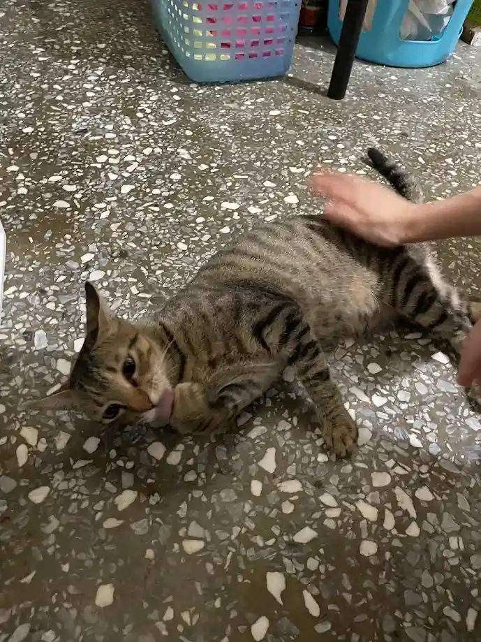 A tabby cat lies on its side on a speckled floor, licking its paw while a human hand pets its back. The cat appears relaxed…