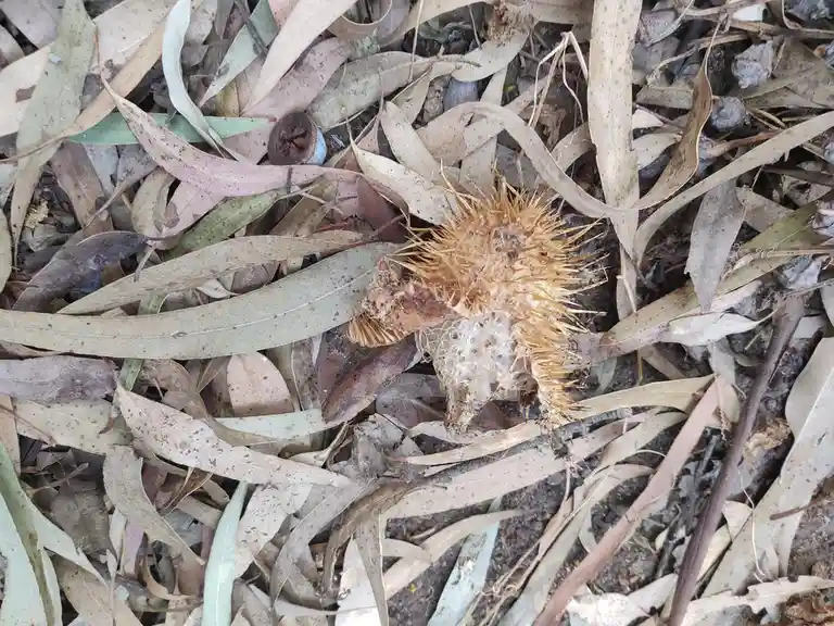 A close-up photo shows a dried, spiky seed pod lying among a bed of dry, brownish-green eucalyptus leaves on the ground. The…