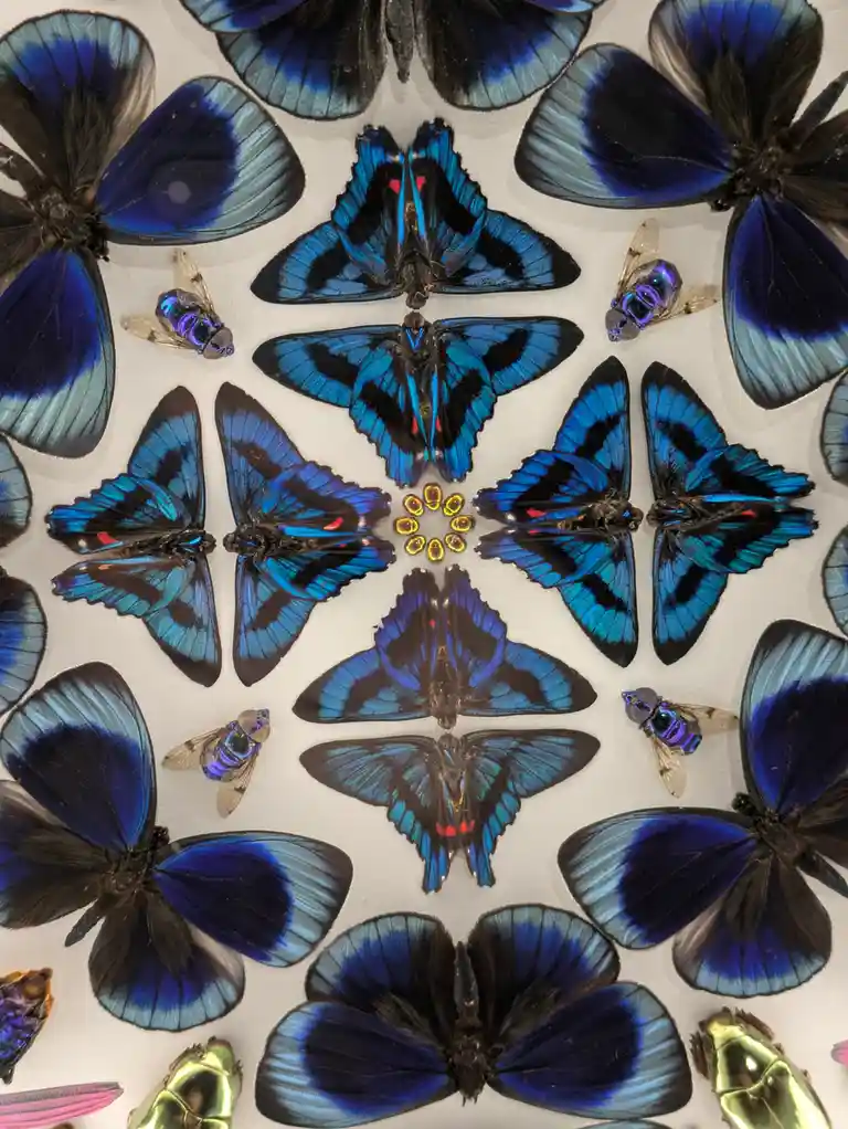 A symmetrical arrangement of preserved blue and black butterflies on a white background, with several iridescent flies and…