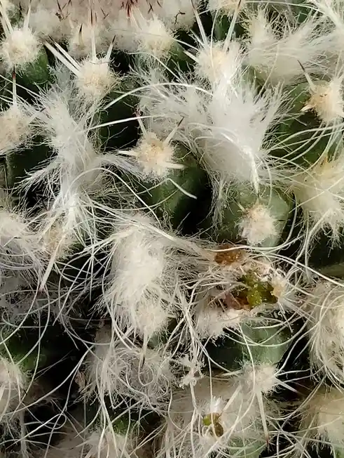 A close-up photo of a green cactus covered in dense, fluffy white hair-like spines, with some brownish spots visible. The…
