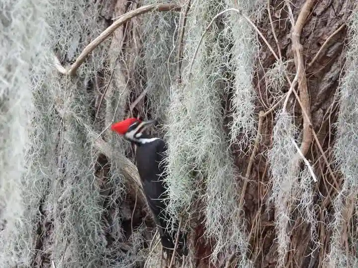 A black and white woodpecker with a bright red crest is perched on a tree trunk covered in grey, stringy Spanish moss. The…