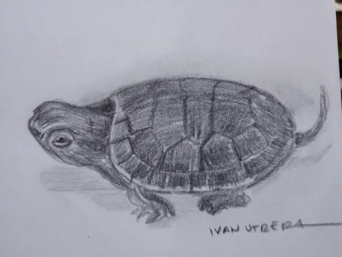 A pencil sketch of a turtle on white paper, signed 'ivan utbera' in the bottom right corner. The turtle is drawn in profile…