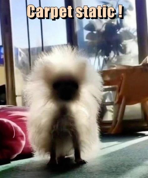Remember to Lift Your Paws on the Carpet!