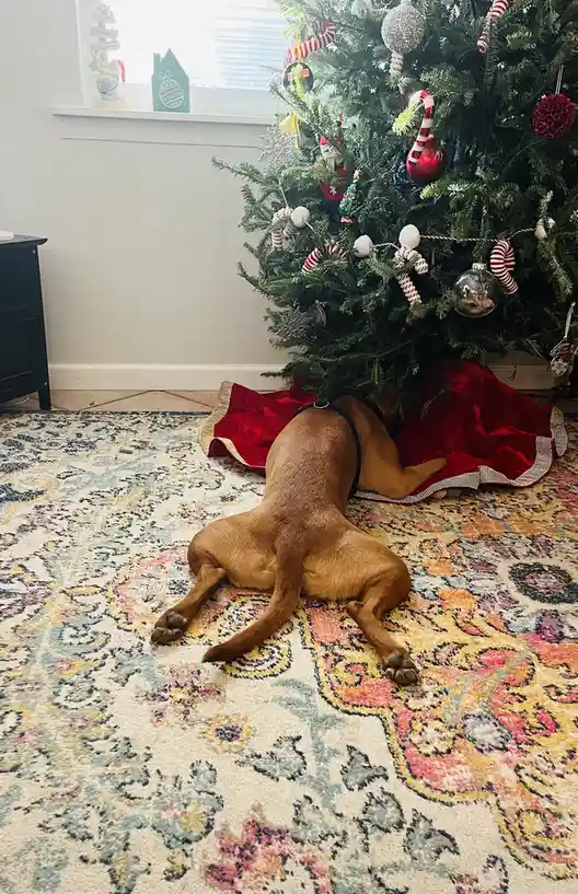 A brown dog is lying on its side on a patterned rug, partially hidden under a decorated christmas tree with red and white…