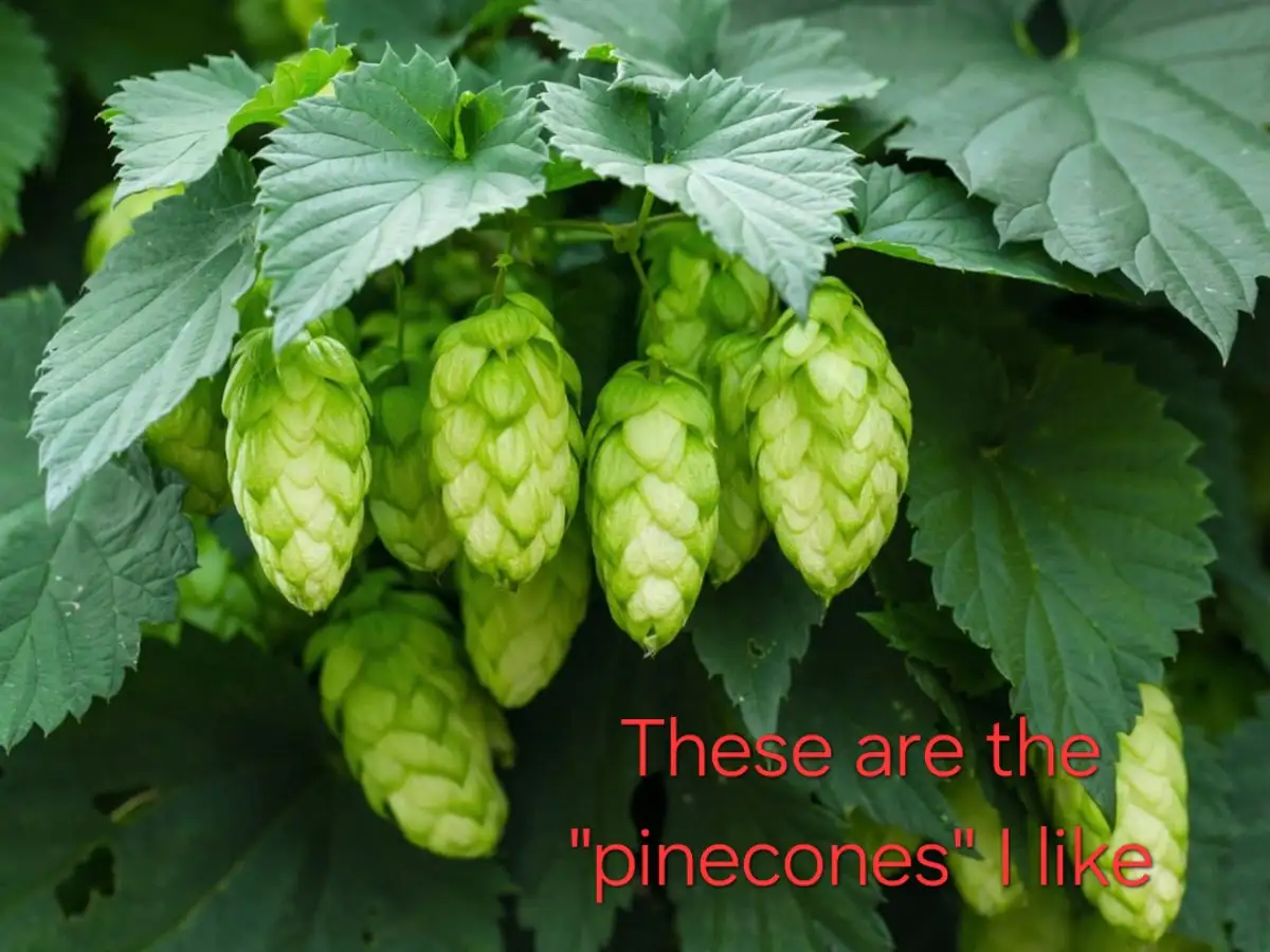 These pinecones are way more useful than the usual ones