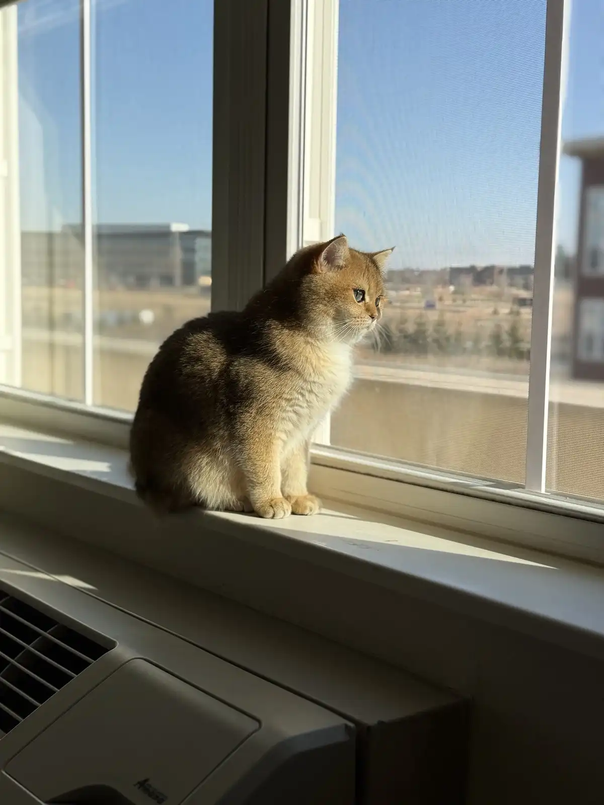 A fluffy, golden-brown cat sits attentively on a windowsill, gazing out at a bright, sunny urban landscape visible through a…