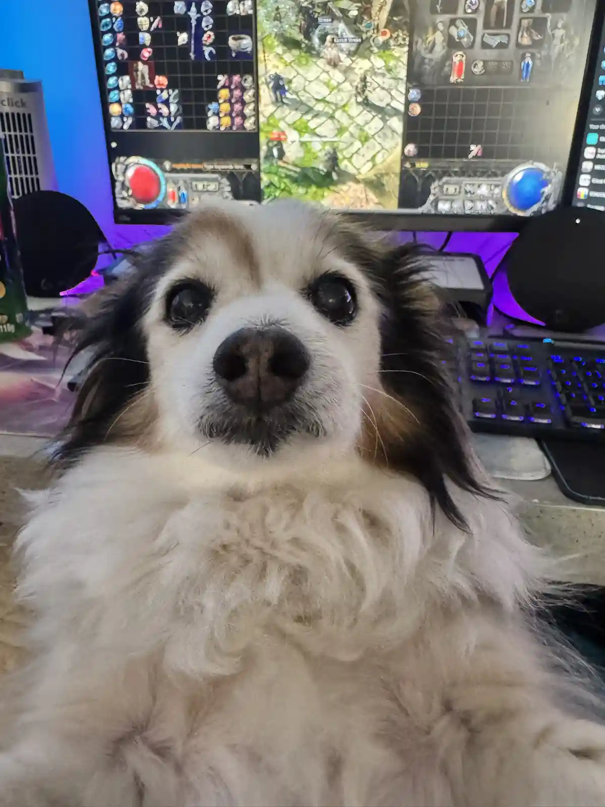 A close-up of a fluffy white and black dog with large, pleading eyes looking directly at the camera, positioned in front of…